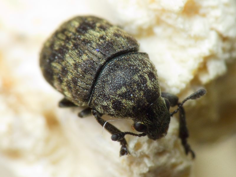 Anthribus nebulosus Förster, 1771